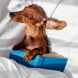 happy-bed-serbia-smart-kolektiv-recycled-materials-pet-beds