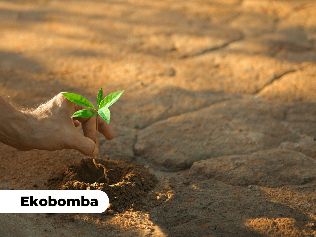 ekobomba-reforestation
